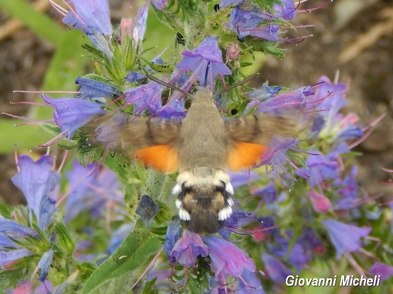 Parco del Ticino 13.6.15